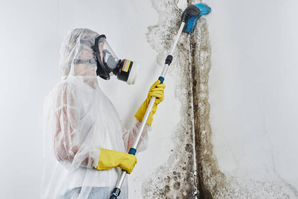 Mold Removal Process in Grifton, NC