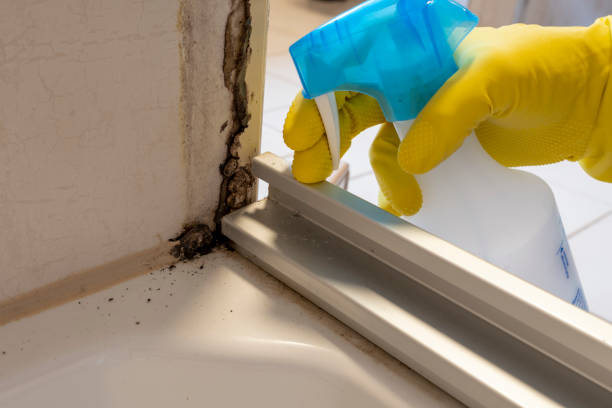 Grifton, NC Mold Removal Company