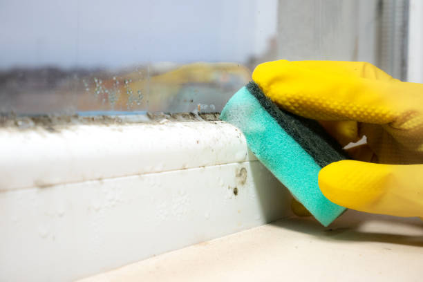 Best Commercial Mold Removal  in Grifton, NC