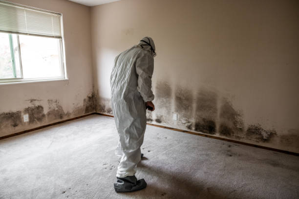 Best Attic Mold Removal  in Grifton, NC